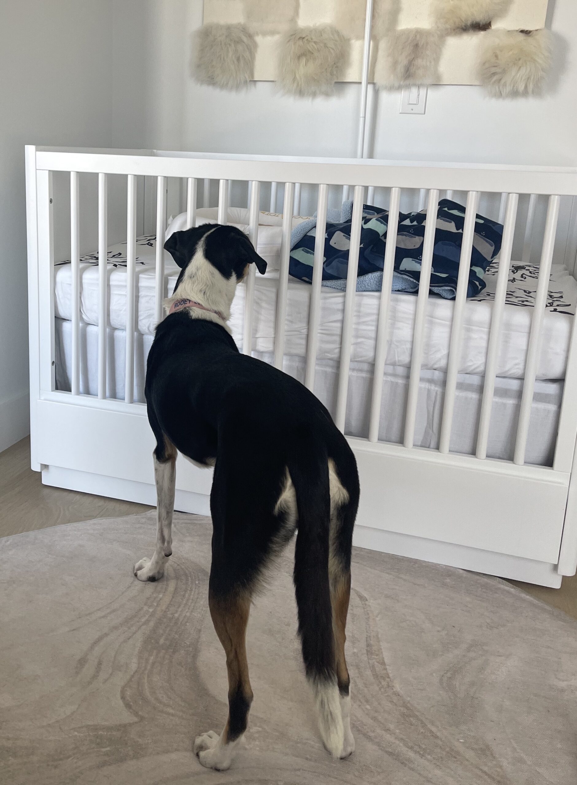 Introducing a new baby to the family dog requires careful planning, patience, and supervision to ensure a smooth and harmonious integration.