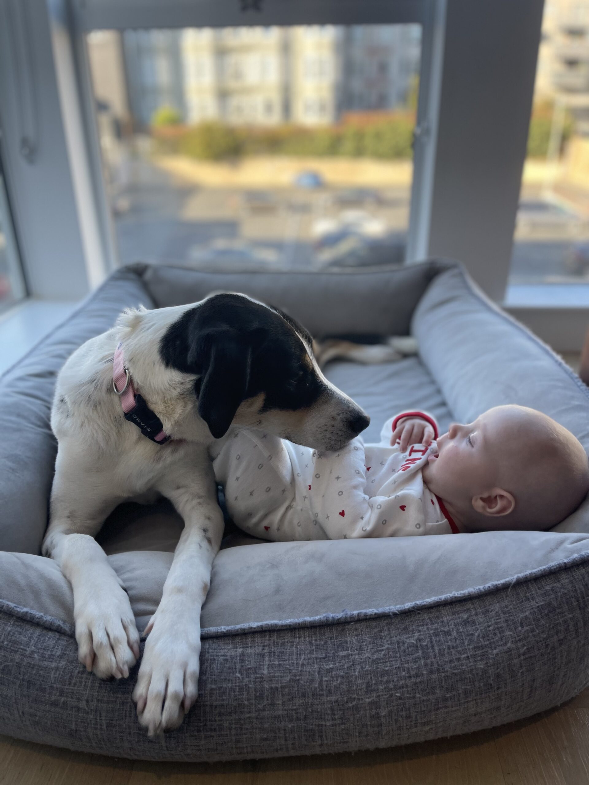 Introducing a new baby to the family dog is a gradual process that requires planning, patience, and positivity. Leashrr is here to help!