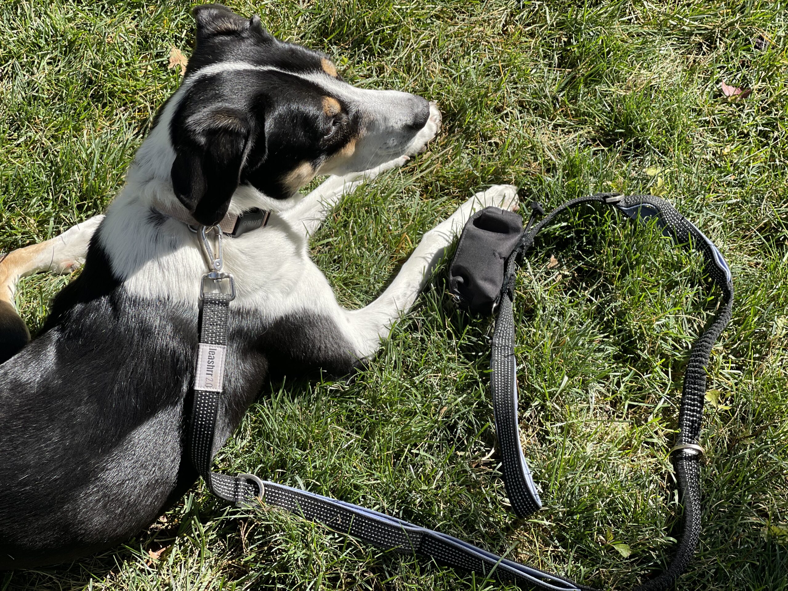 Essential dog gear by Leashrr 2.0: a no pull dog leash and dual-use poop bag holder and treat pouch.