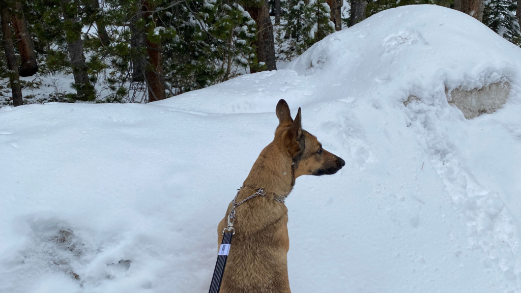 The right gear matters when hiking with your dog. The Leashrr 2.0 is a strong dog leash for hiking that’s built for adventure.