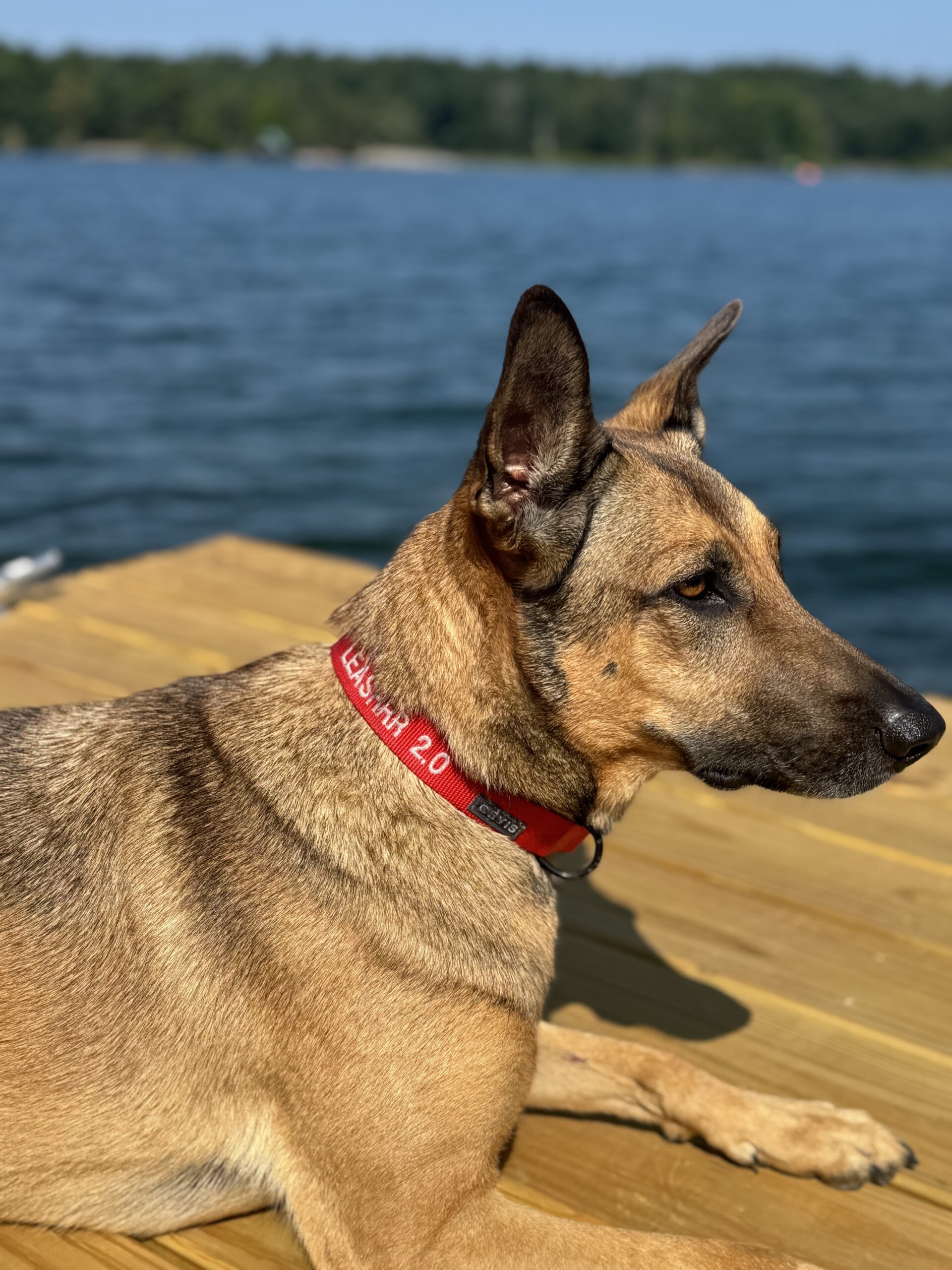 Enjoy the last days of summer with your large dog using the Leashrr 2.0, the best heavy-duty dog leash for dogs that pull. Built for control, comfort, and outdoor adventures.