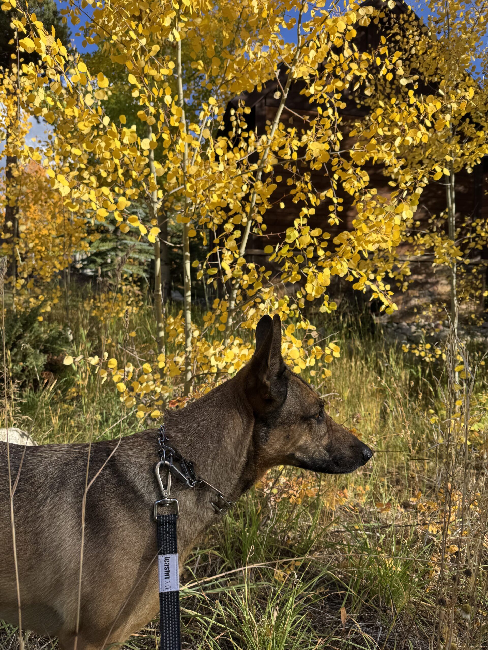 Looking for the best leash for dogs that pull this fall? Discover why the heavy-duty Leashrr 2.0 with bungee shock absorption, multiple handles, and a poop bag holder is the perfect leash for large dogs and autumn adventures.