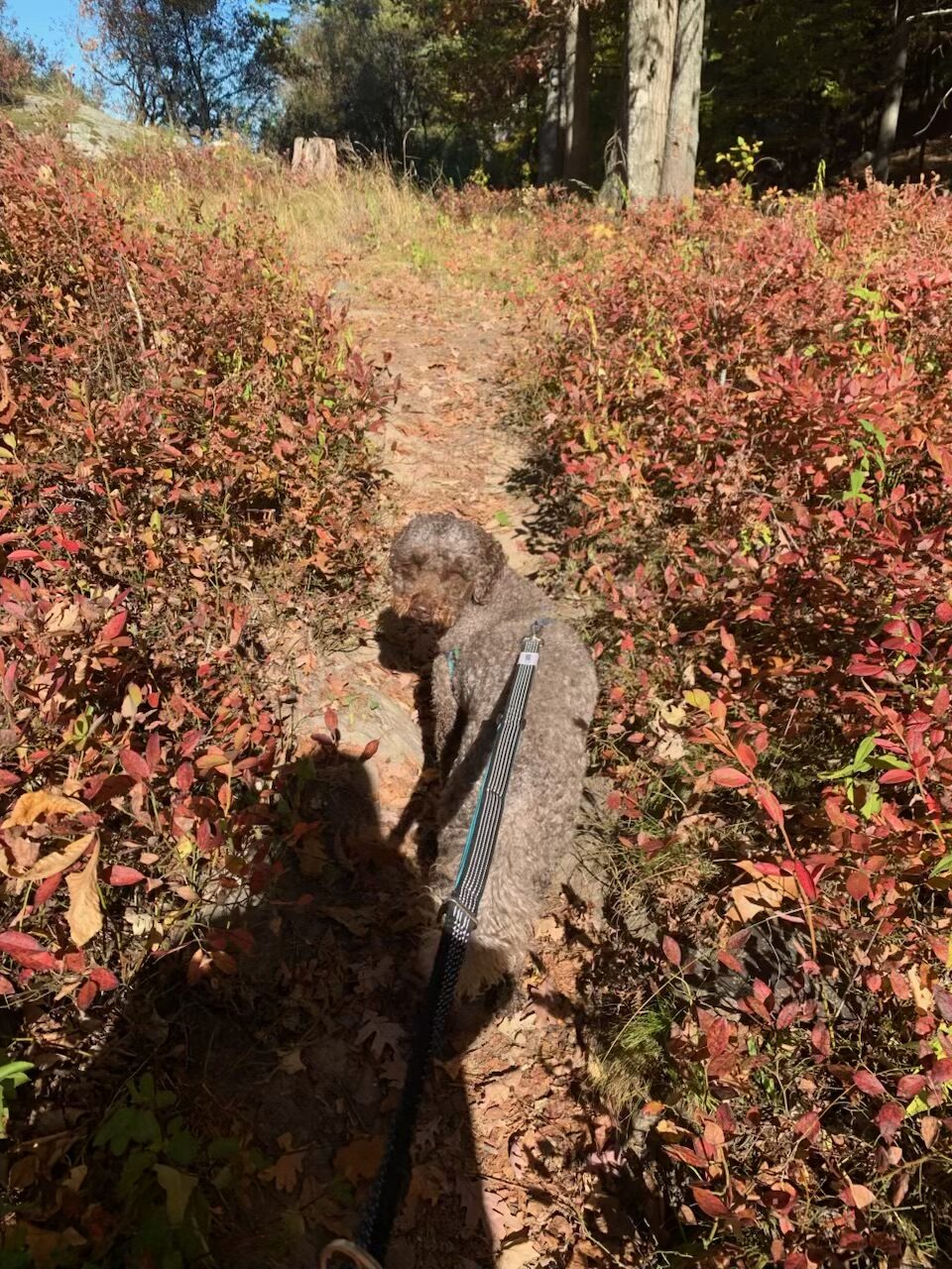 Large dog wearing Leashrr 2.0 heavy-duty leash during Halloween season walk.