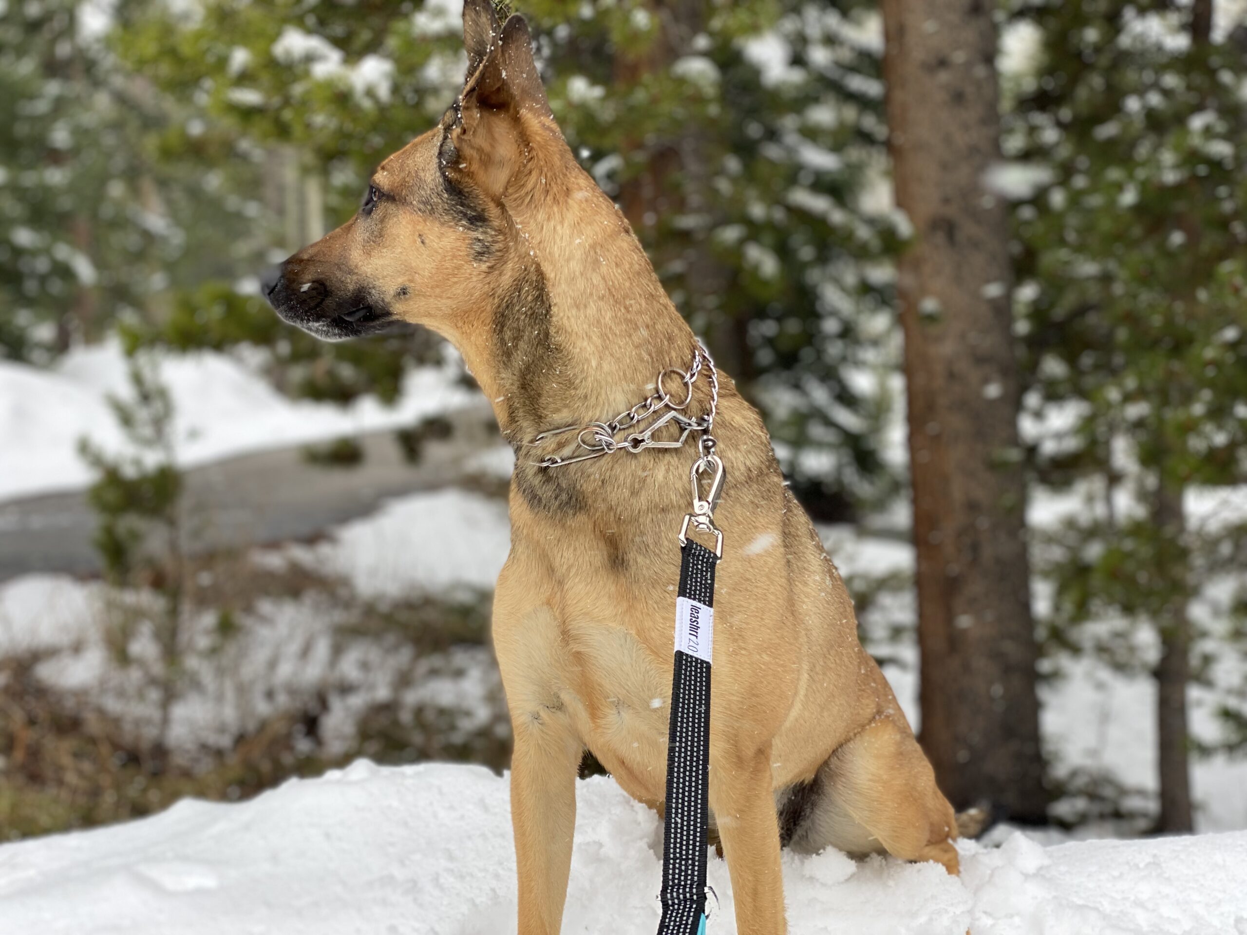 Leashrr 2.0 heavy-duty dog leash with reflective stitching and padded handle shown on a winter walk.