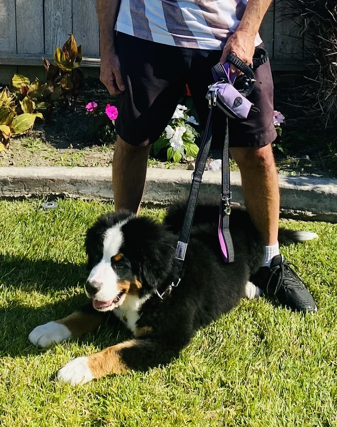 Dog owner posing with a large dog using the Leashrr 2.0 leash with reflective stitching and multi-handle design.