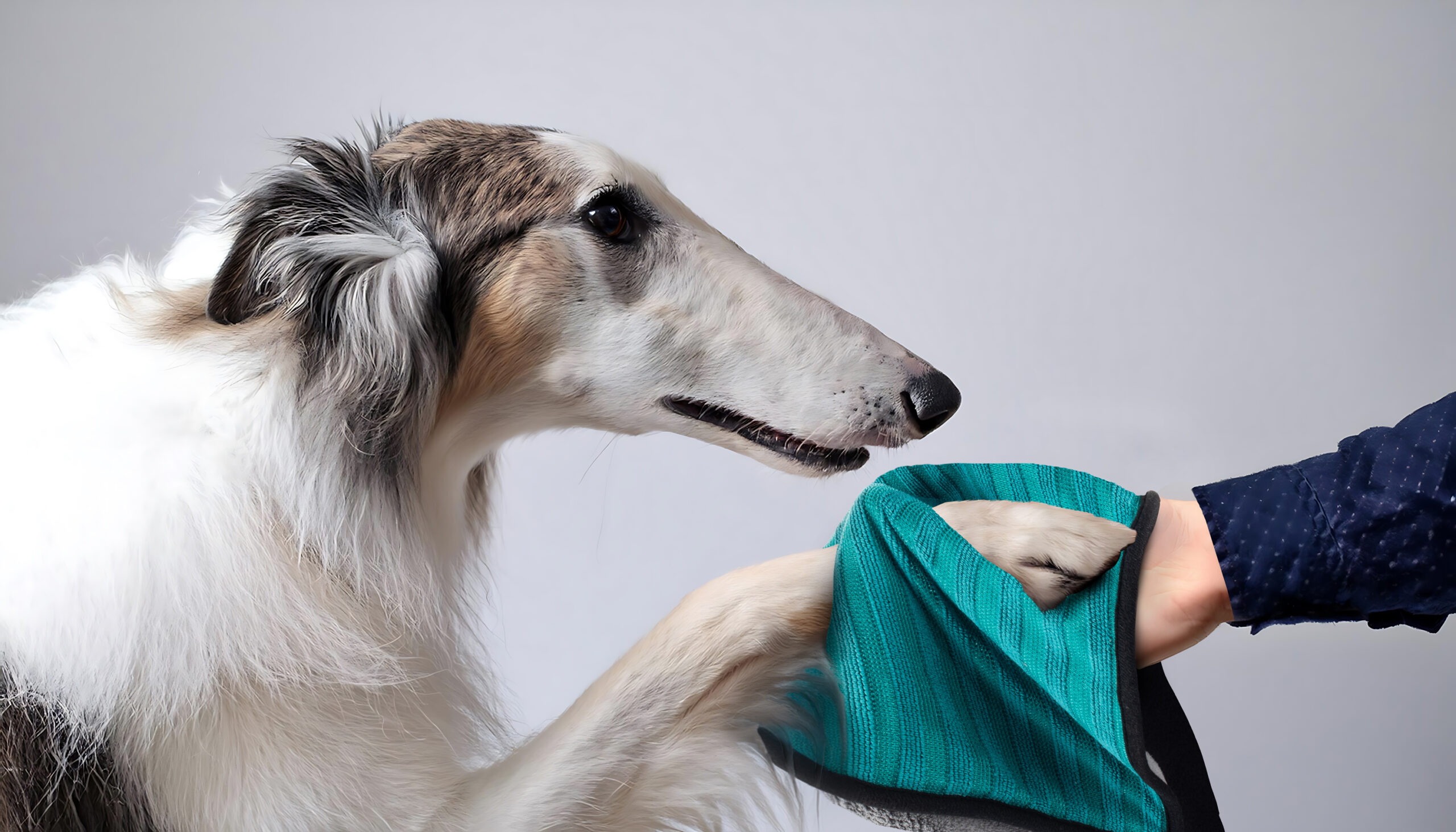 Dog paw being cleaned with absorbent microfiber towel using hand pocket for control after walk